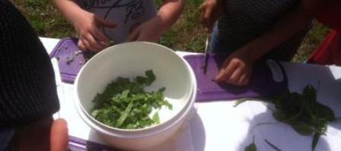 Herstellung von Salat aus Wildkräutern